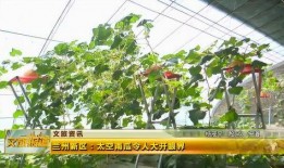 新瓜最新爆料兰州,揭秘城市背后的故事与秘密